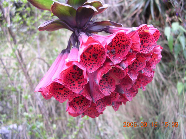 DSCN4050