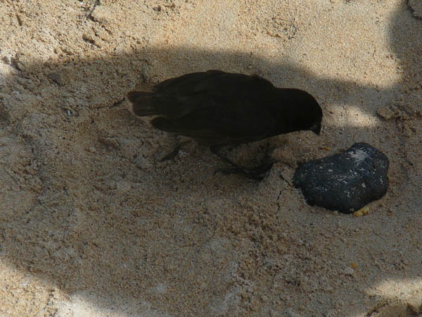 Galapagos (21)
