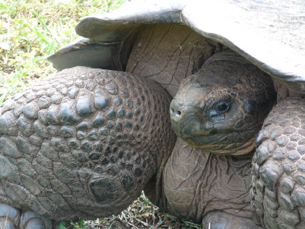 Galapagos (22)