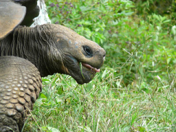 Galapagos (23)