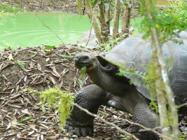 Galapagos (25)