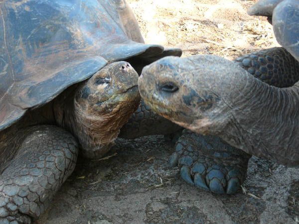 Galapagos (39)