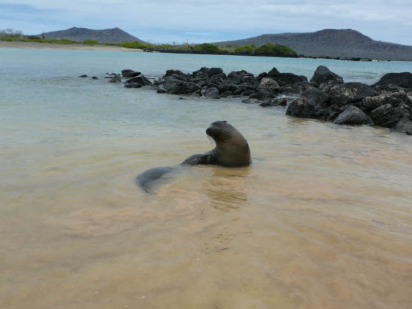 Galapagos (45)