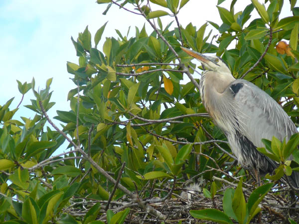 Galapagos (5)