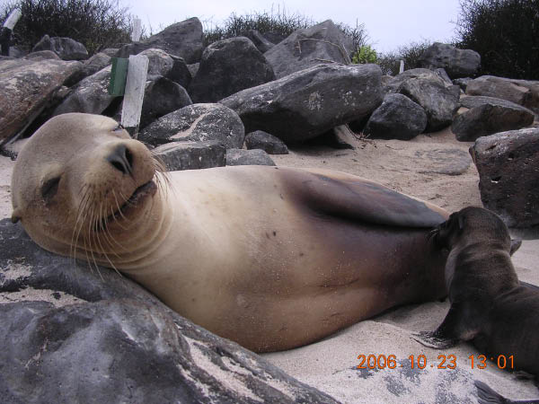 Galapagos (50)