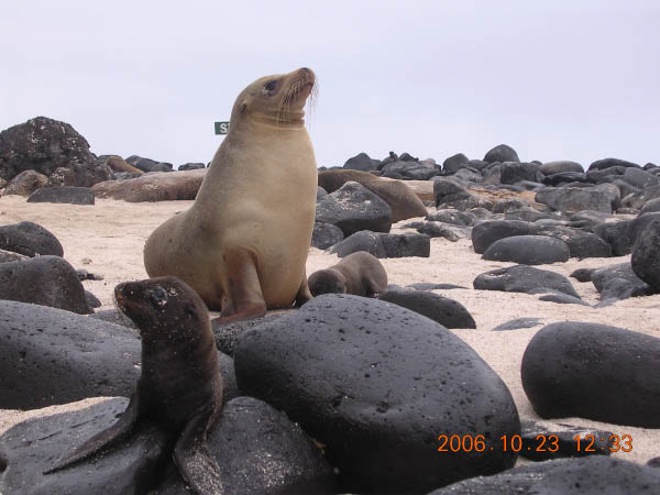 Galapagos (52)