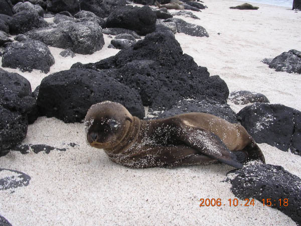 Galapagos (56)