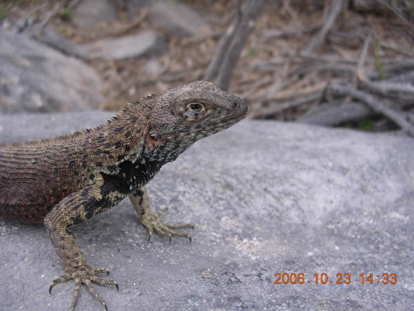 Galapagos (59)