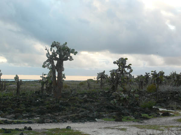 Galapagos (7)