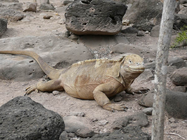 Galapagos (84)