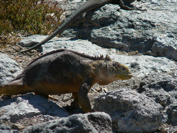Galapagos (85)