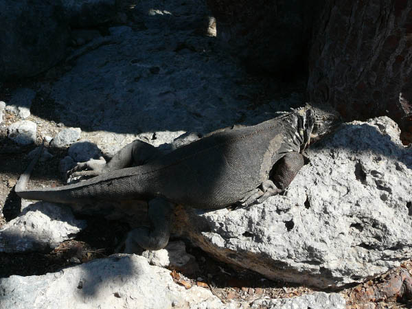 Galapagos (86)