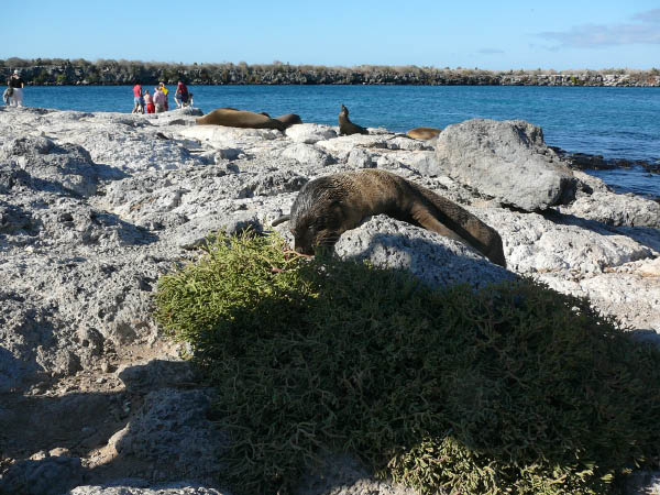 Galapagos (92)