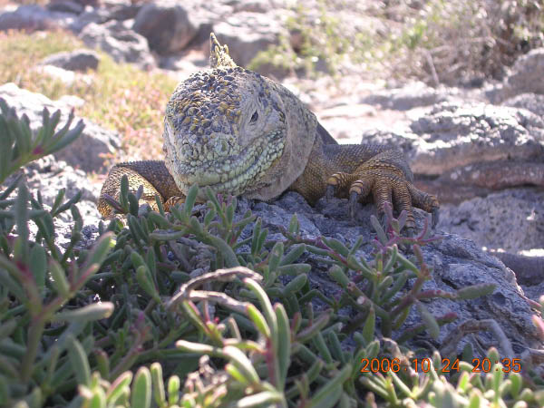 Galapagos (94)