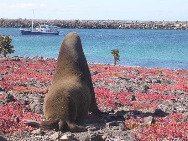 Galapagos (96)