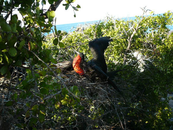 Galapagos a (10)