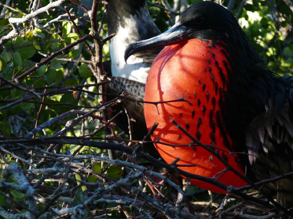 Galapagos a (11)