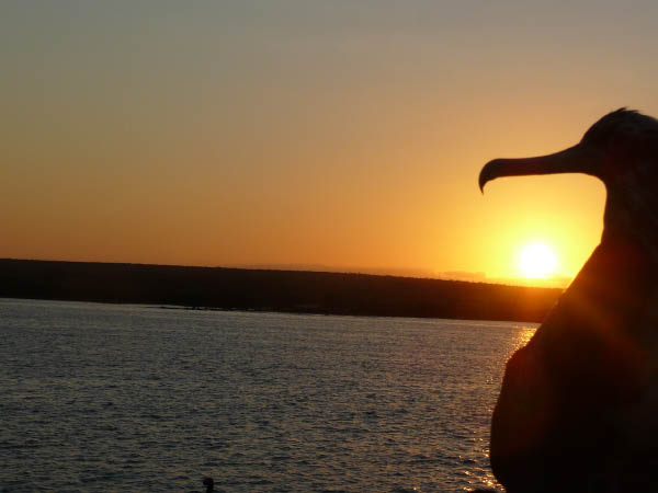 Galapagos a (19)
