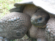 Galapagos (22)