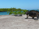 Galapagos (34)