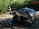 Galapagos (38)