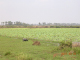 DSCN6063