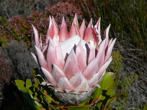 P1140859