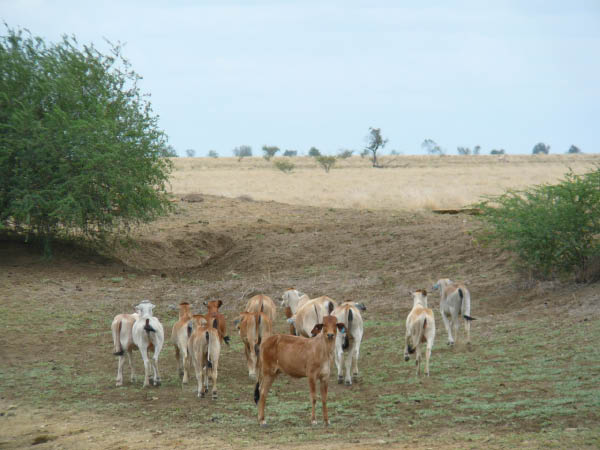 P1100010