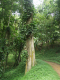 ArgyleWaterfalls 034